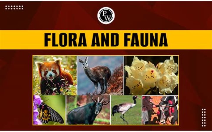 What is the flora and fauna in India?