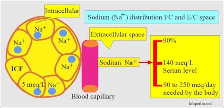 What is the function of sodium in extracellular fluid?