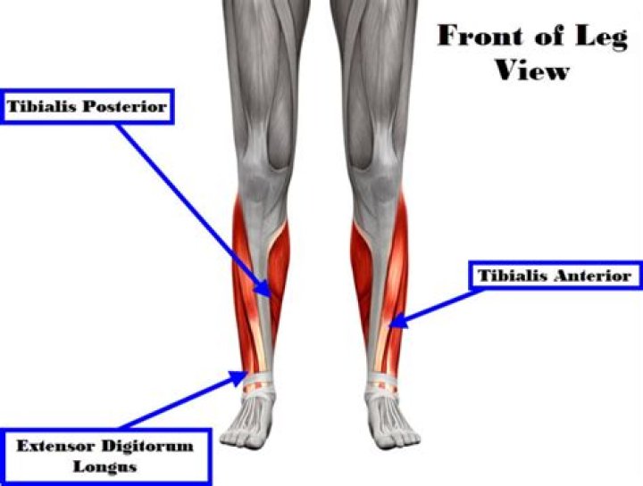 What is the name of the muscle on the front of the leg above the knee?