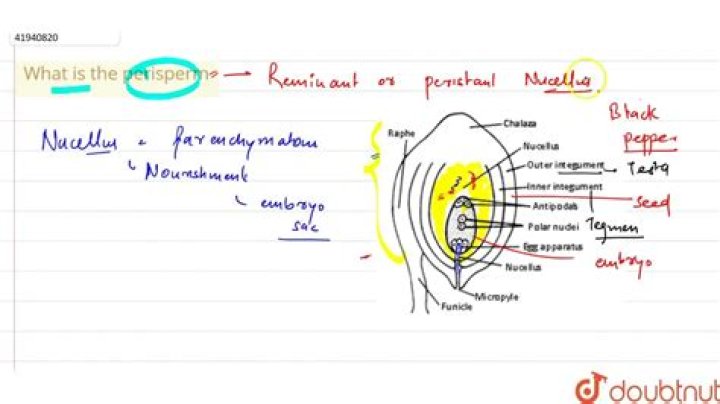 What is the Perisperm?