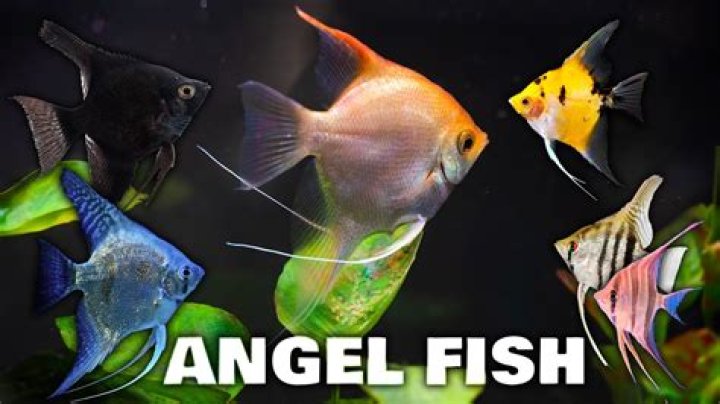 What is the smallest type of angelfish?