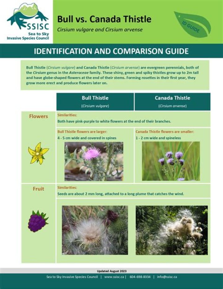 What is Thistle bond?