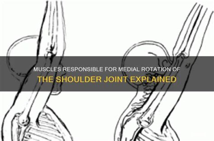 What muscles cause medial rotation of the shoulder?