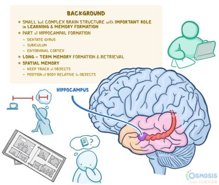 What part of the brain is intellectual?