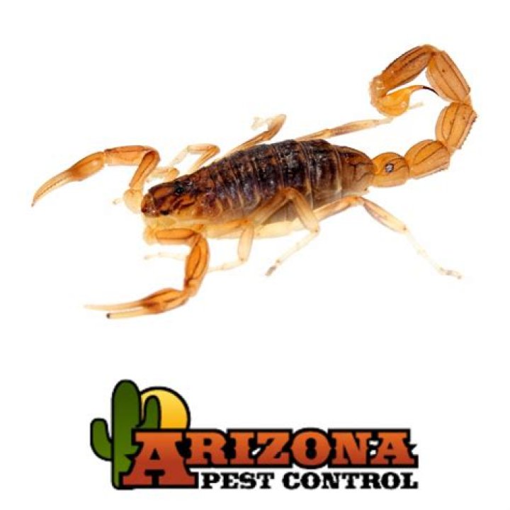 What pest control kills scorpions?