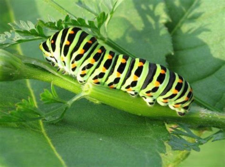 What time of year are caterpillars around?