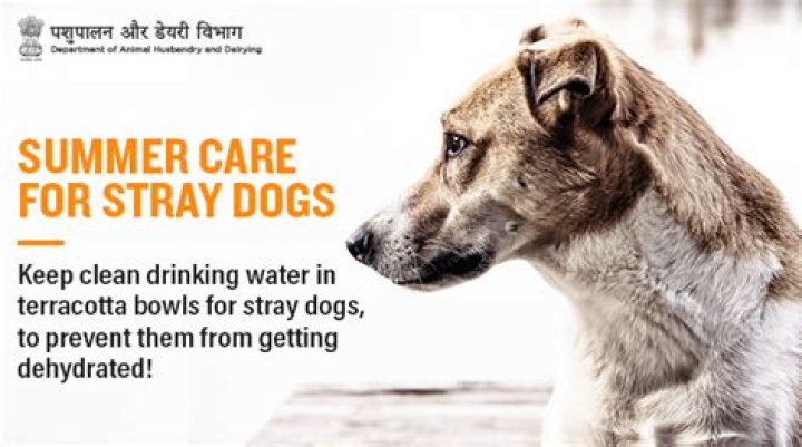 What to do if you want to keep a stray dog?