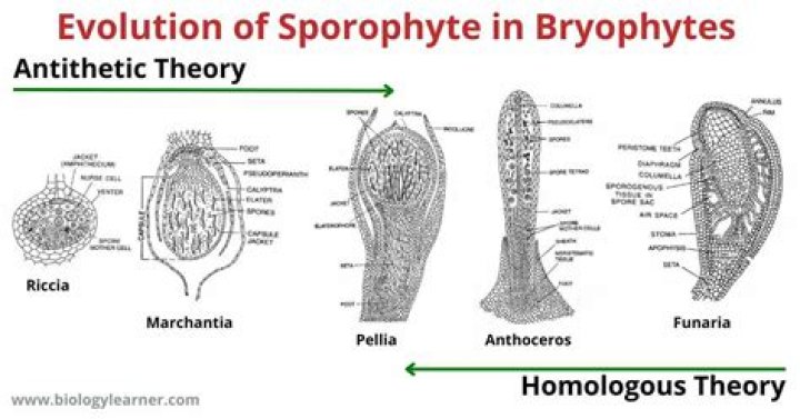 What type of Sporophyte is found in bryophytes?