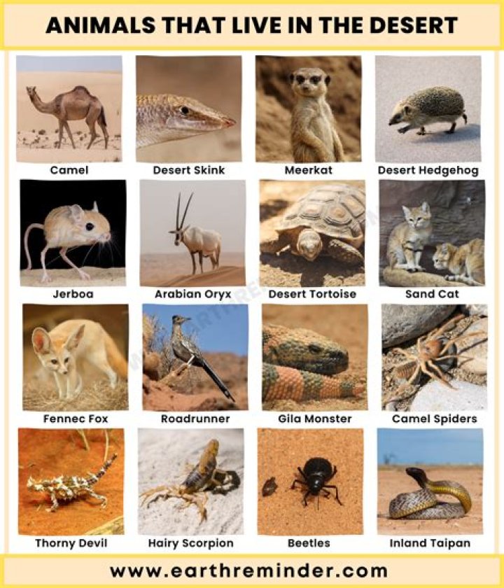 What was the animal in Lost?