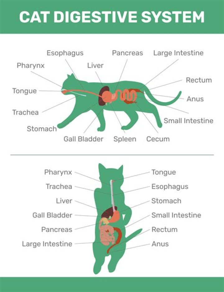 What will settle a cat's stomach?