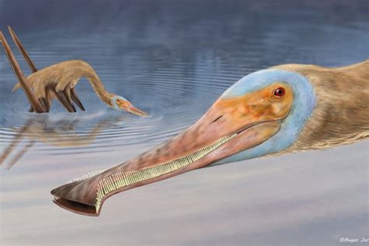 When did the Hesperornis live?