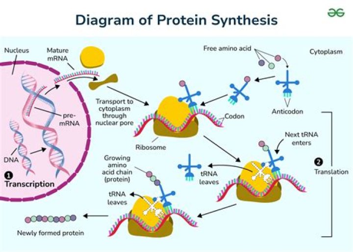When was protein synthesis discovered?