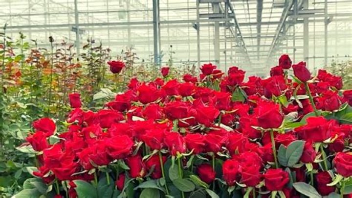 Where are roses grown for Valentine's Day?
