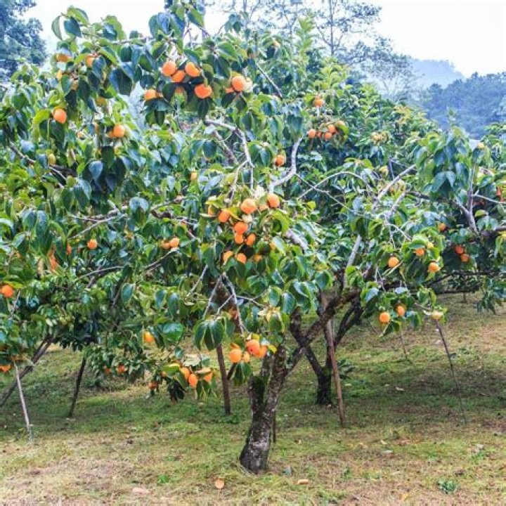 Where can I buy persimmon fruit trees?