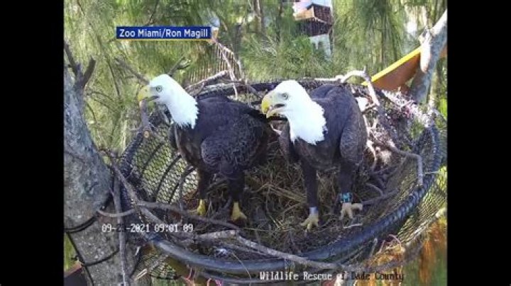 Where do bald eagles build their nests?