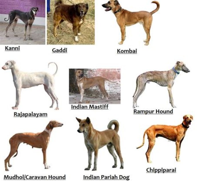 Which dog breed is from India?
