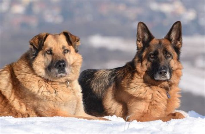 Which dog can beat German shepherd?