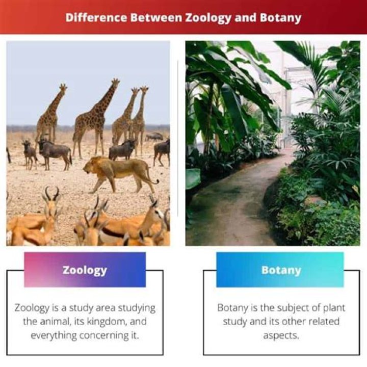 Which is better MSc botany or MSC zoology?