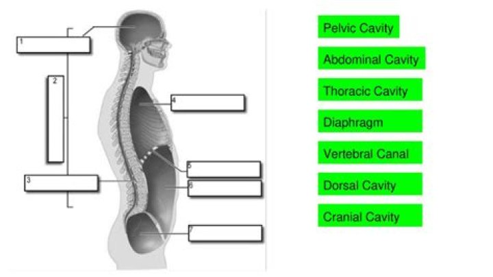 Which of the following separates the thoracic cavity from the abdominal cavity?