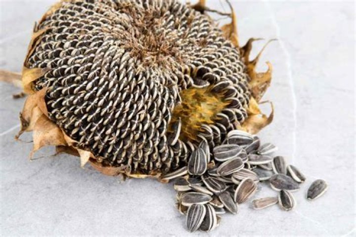 Who started sunflower seeds in baseball?