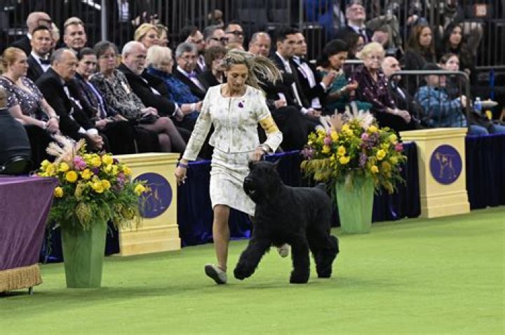 Who won the Westminster Dog Show in 2014?