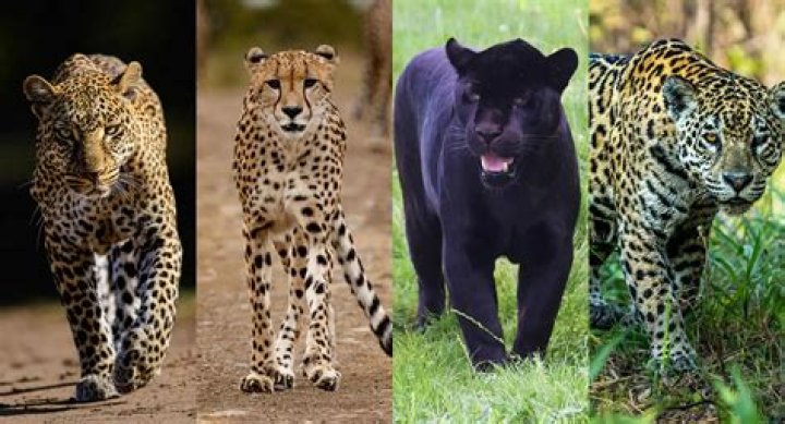 Who would win a panther or a cheetah?