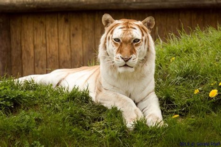 Why are golden tigers endangered?
