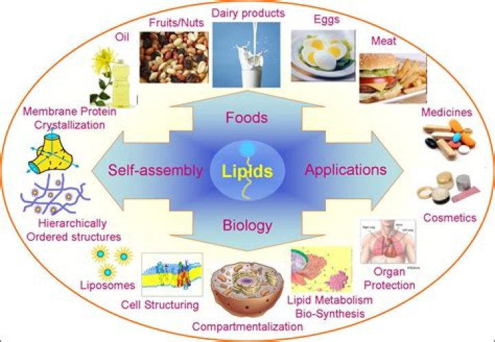 Why are lipids good for storage?