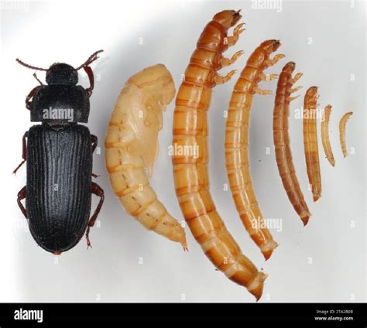 Why are my Superworm beetles not breeding?