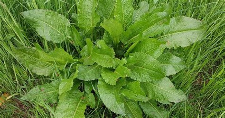 Why is a dock leaf called a dock leaf?