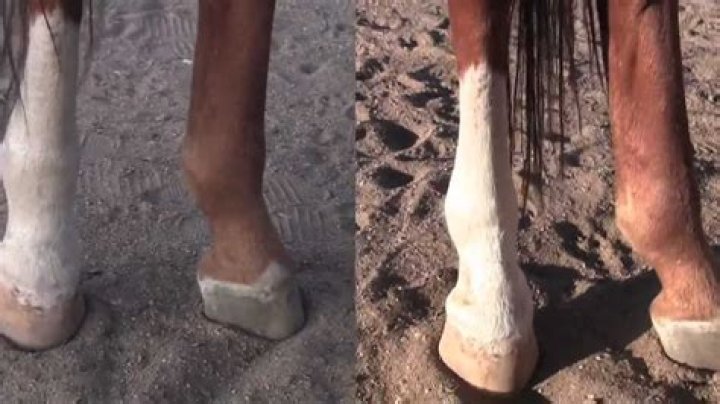 Why is my horse's ankle swollen?