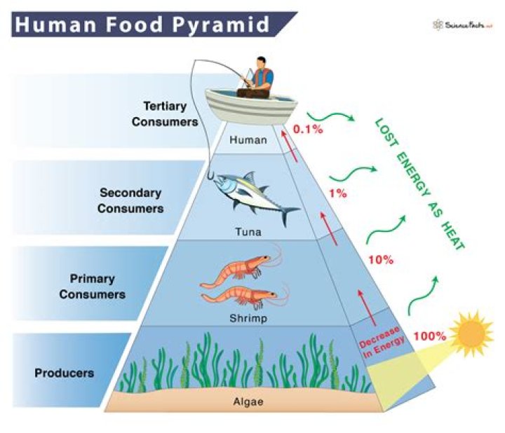 Why is the food chain a pyramid?