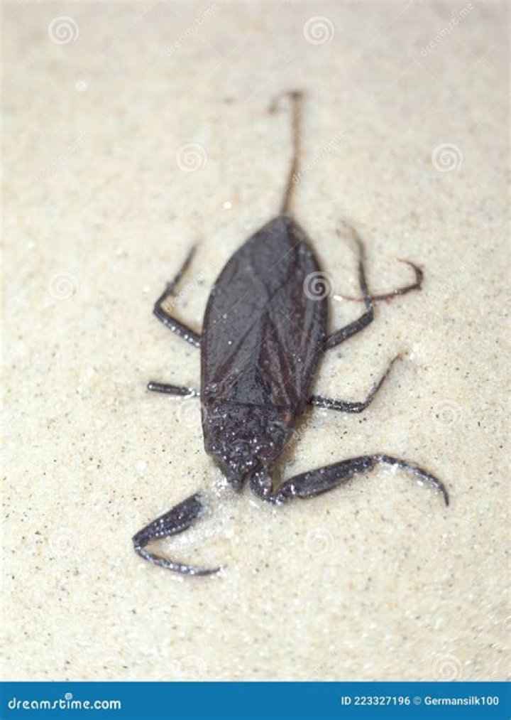 Why Nepidae are called water scorpions?