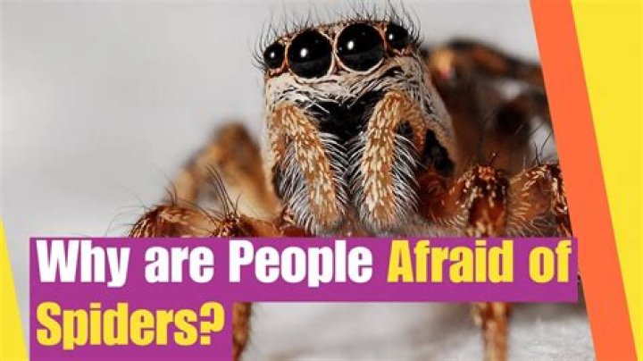 Why should you not be scared of spiders?