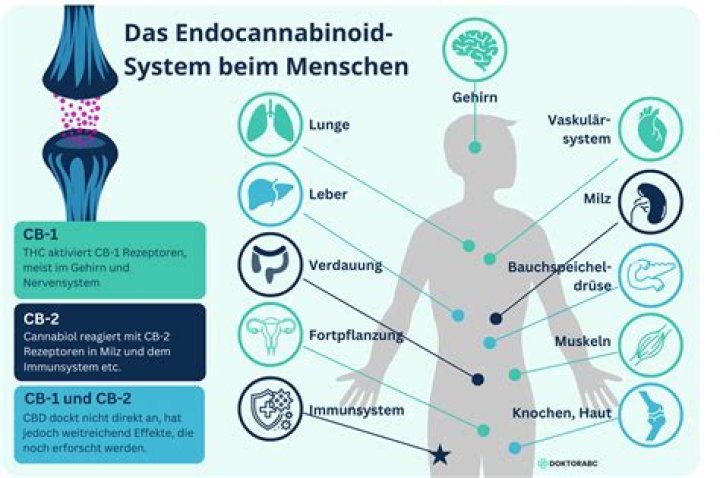 Wie lange kann man Drogen im Speichel nachweisen?