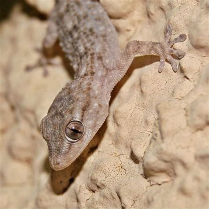 Wie lange leben Mauergeckos?