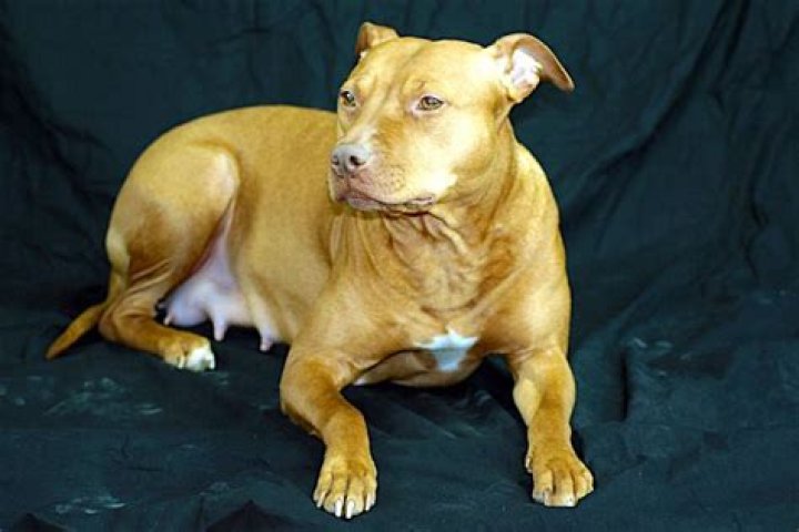 Will my dogs teats go back to normal?